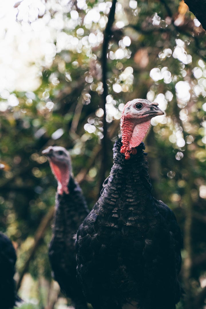 Four images of KellyBronze turkeys in woodland, including one with farmer Paul Kelly