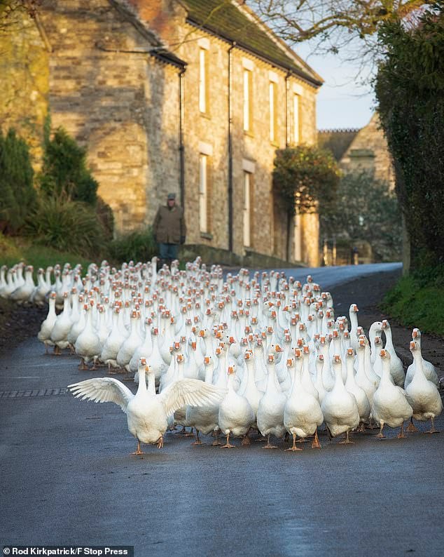 A flock of 500 free range geese have taken one of their final morning walks through the village of Croxton Kerrial in Nottinghamshire before being slaughtered for Christmas