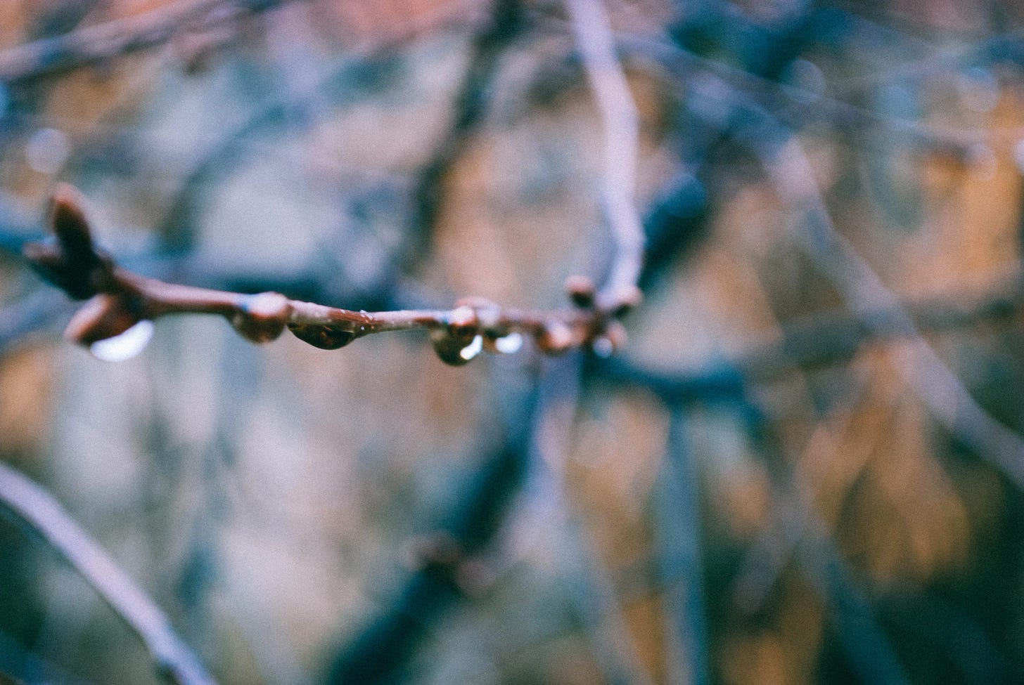 Bare dripping tree branch with buds on display Bare dripping tree branch with buds on display