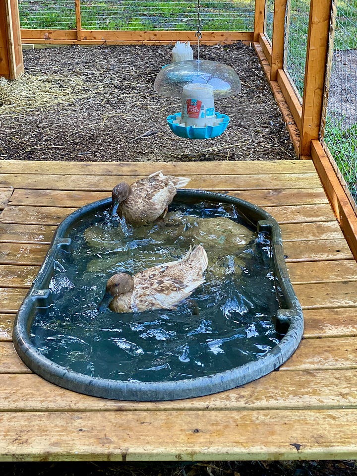 Mosaic of images showing trenches for water lines and ducks living in a coop.