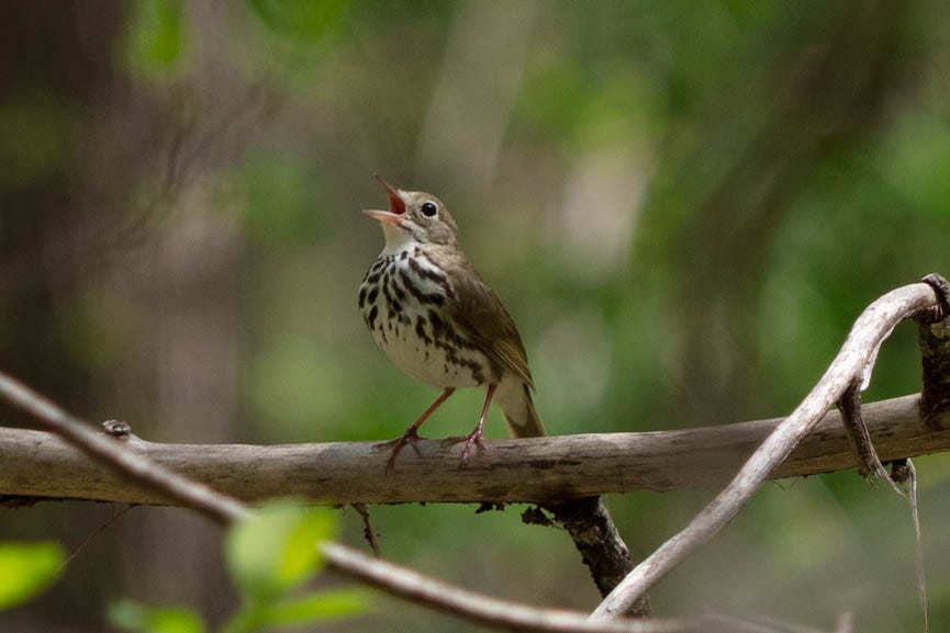 A small white and brown bird on a branch singing