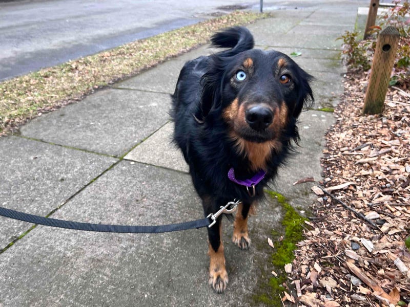 Black and brown dog looking excited at camera, outside on a walk