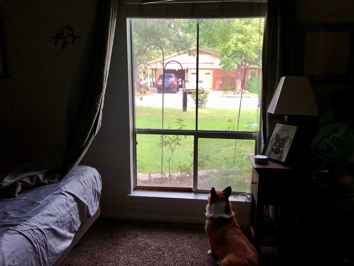 A red and white corgi sits in an alert position at the base of a large square window. The dog’s ears are pointed up and backward as he watches the world outside. On a table by the window is a photo of an identical corgi in an astronaut helmet. Beyond the window, a green lawn stretches toward a quaint neighborhood street. A red brick house with green trim and a red SUV parked in the driveway stands on the opposite side. It’s a bright sunny afternoon with lush green trees filling the top of the window. The window is luminous in contrast with the otherwise dark bedroom, which makes the window seem more like a television.