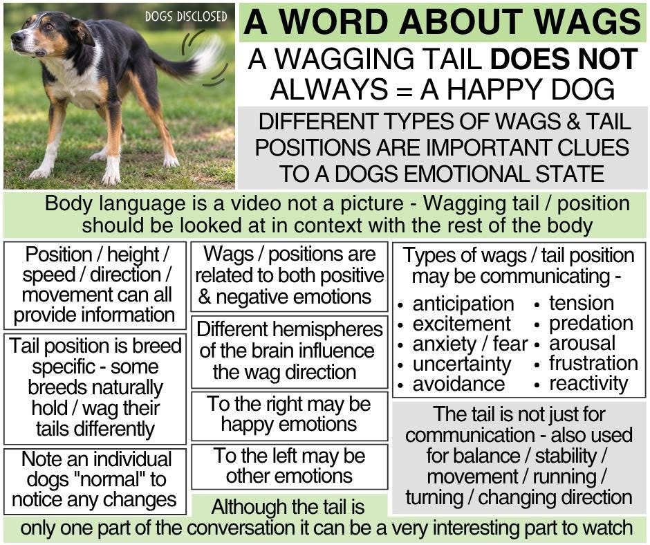 May be an image of dog and text