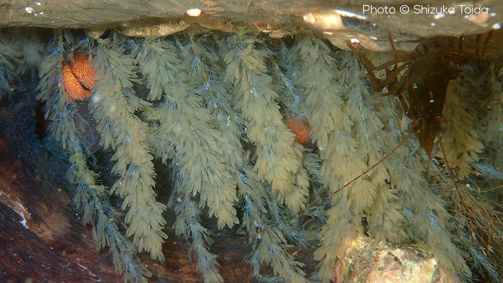 Octopus sinensis