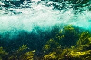 Seaweed