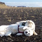 Invading American Cities Too Dull? Trump Trying To Take Over Greenland Again ¯\_(ツ)_/¯