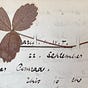 Ebenezer and Agnes: A Love Story of 19th-Century Intellects