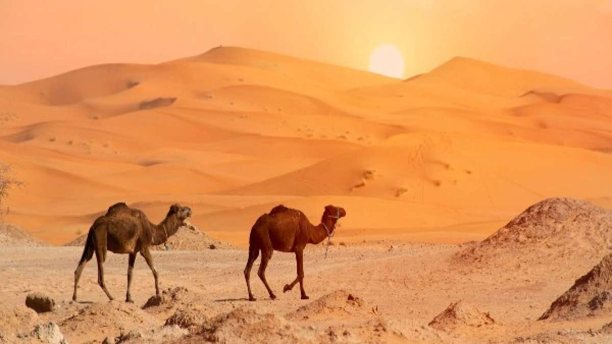 Sahara Desert Information Location Facts and History - Nativeplanet