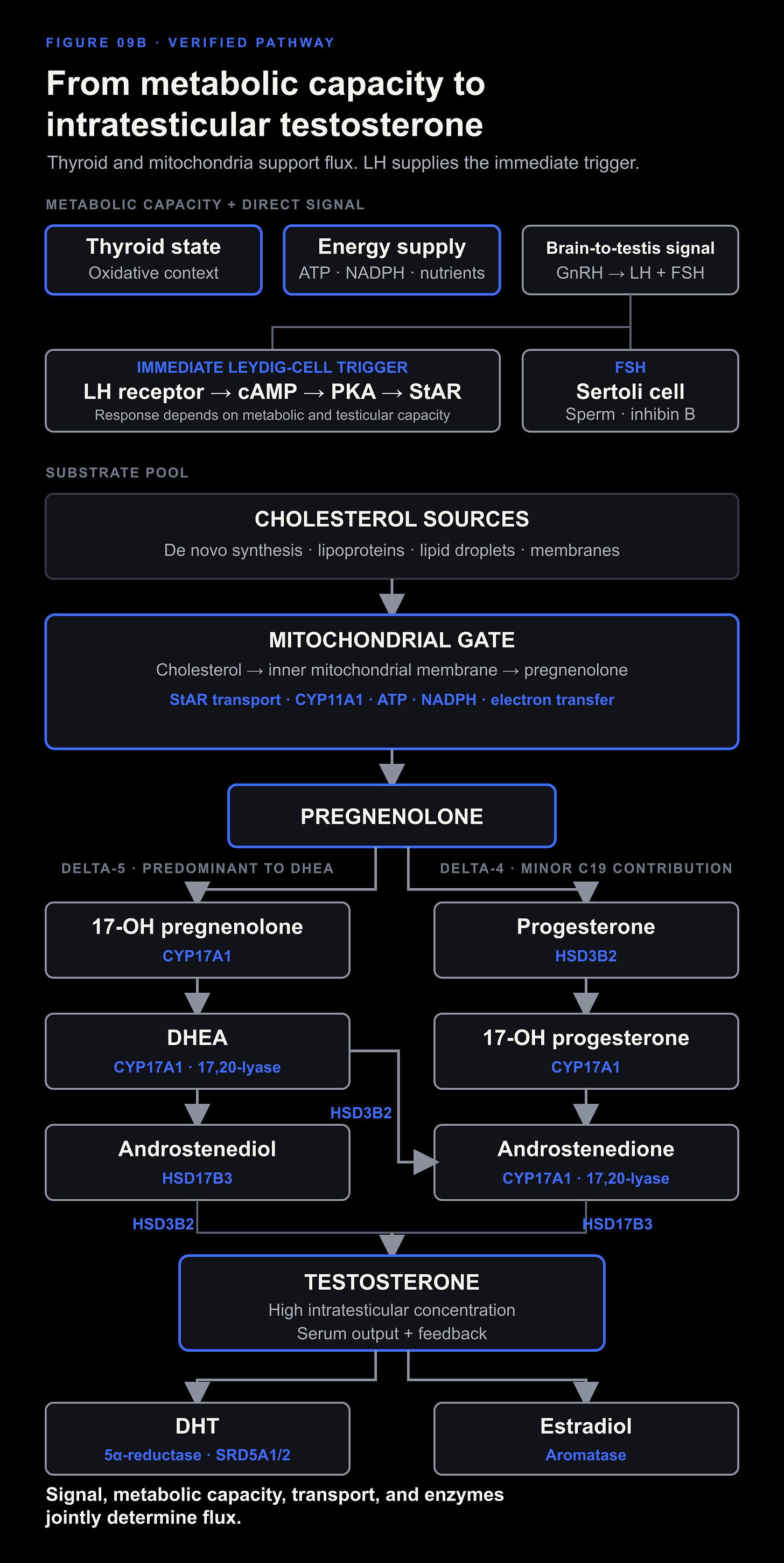 Testicular steroidogenesis and downstream conversion