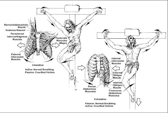 Fig 6— Respirações durante a crucificação.