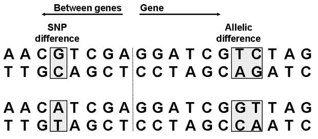 Topic 3.1: Genes - AMAZING WORLD OF SCIENCE WITH MR. GREEN