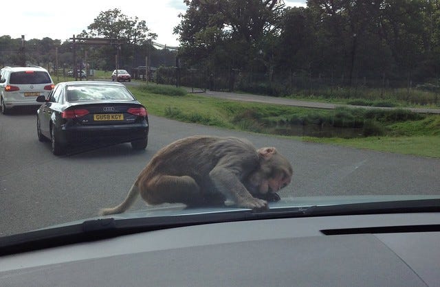 Monkeys on the Car Monkeys on the Car
