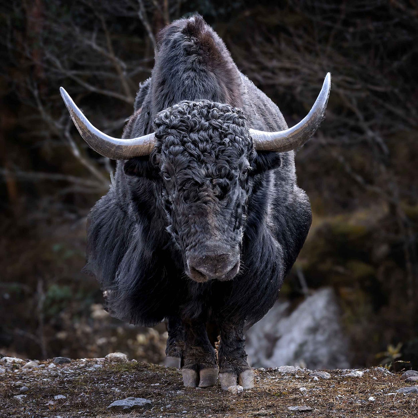 Image of a yak facing camera Image of a yak facing camera