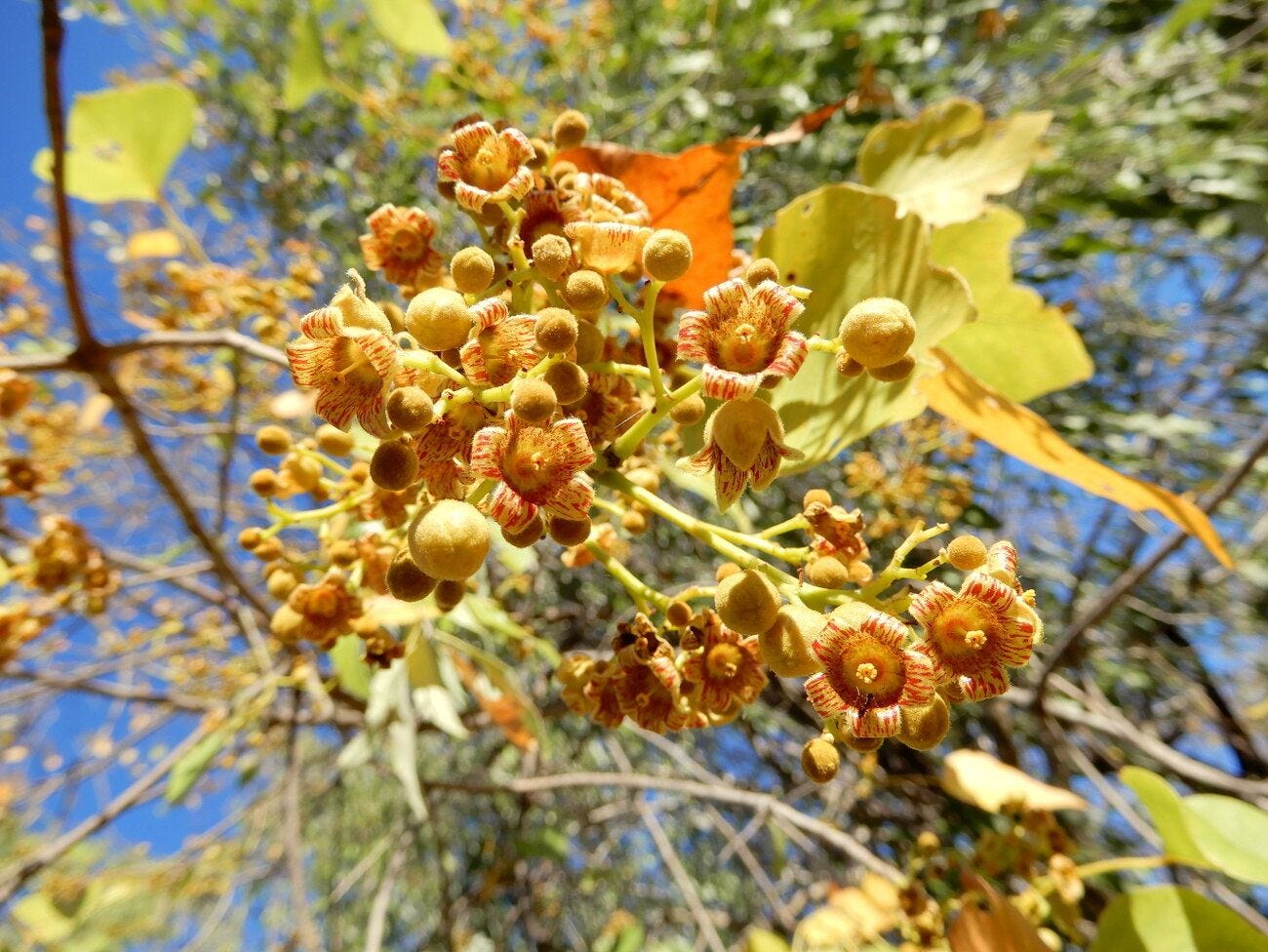 Brachychiton diversifolius [flowers - ATLAS - C. Pearce, 2019].jpeg