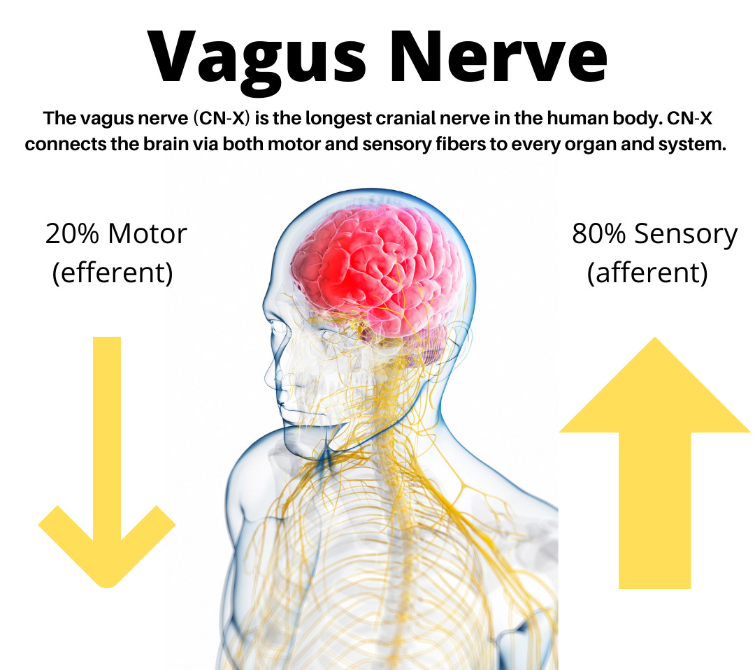 LYME SCI: Post-infectious fatigue and your vagus nerve