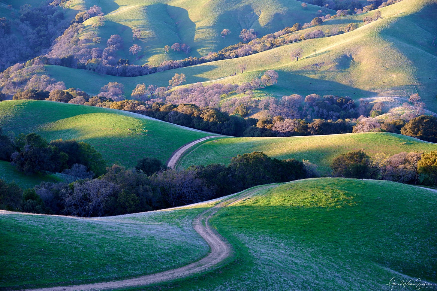 May be an image of tree, nature, road and grass