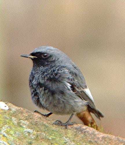 Phoenicurus ochrurus Phoenicurus ochrurus