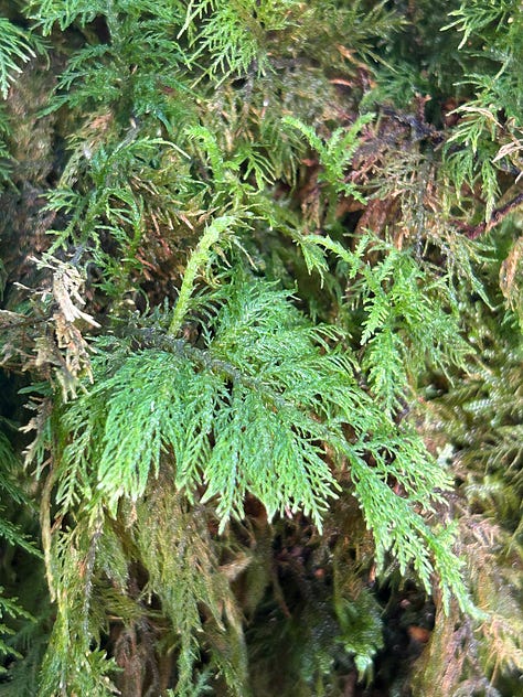 Hazel Woods, Torrisdale, Argyll, Scotland