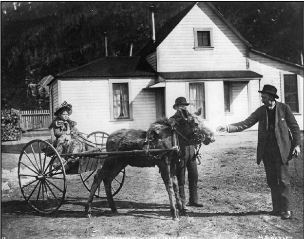 A moose named Carnation and Ben Moore in Skagway, Alaska, late 1800s.