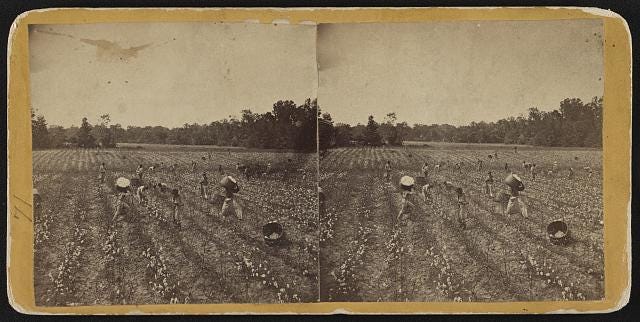 Picking cotton near Montgomery, Alabama Picking cotton near Montgomery, Alabama