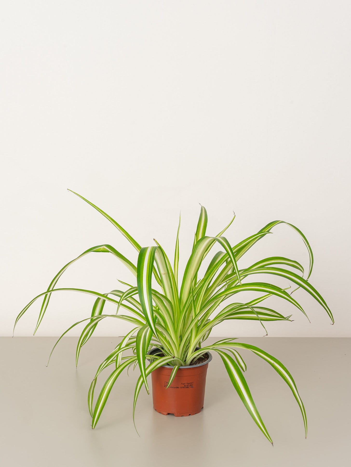 Spider Plant