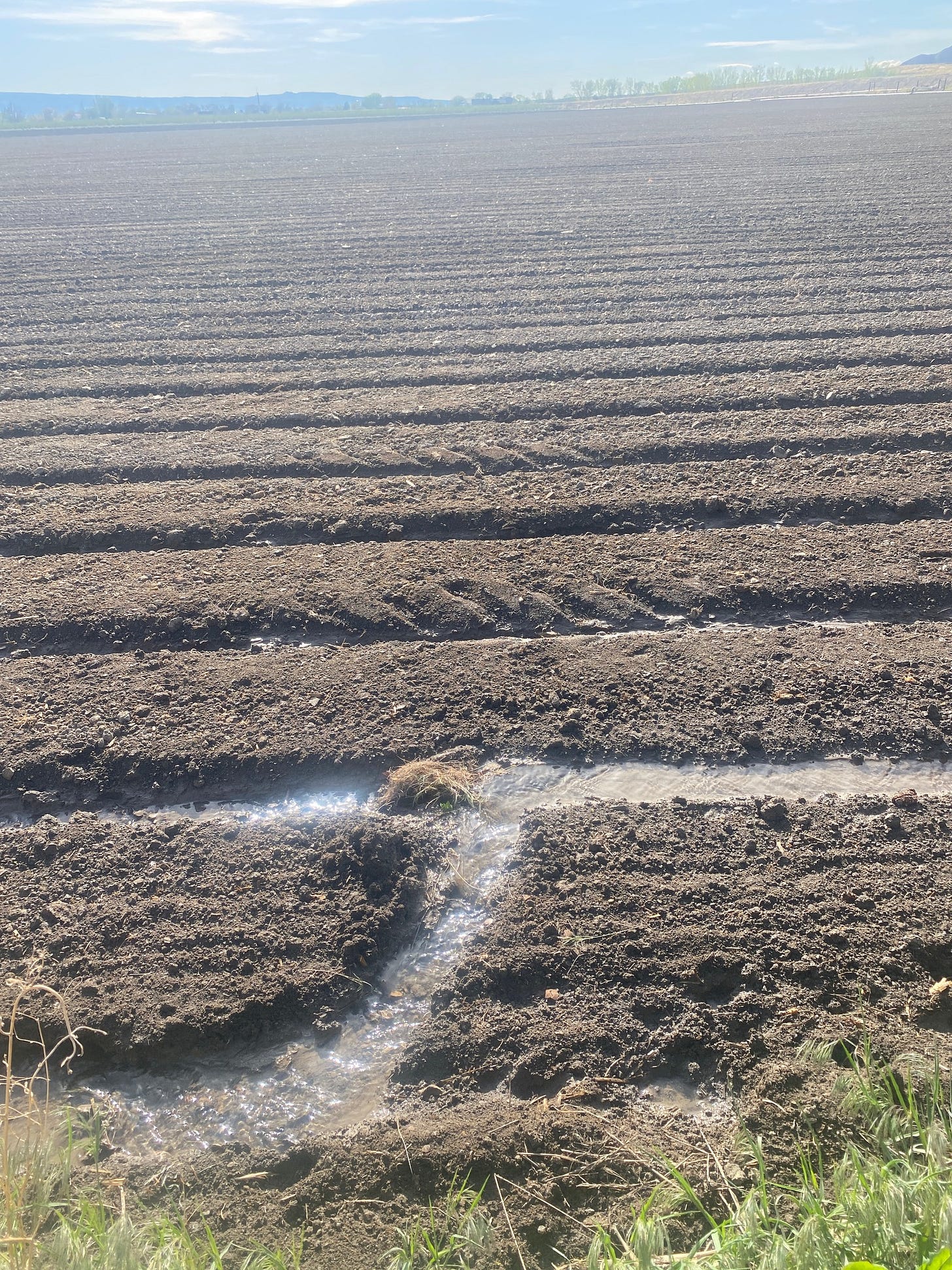 Photo of a plowed field with water flowing down each row, with one row in the forefront plugged by weeds, water diverting into the next row.