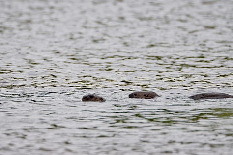 Spotted-Necked Otters swimming in the dam at Millstream in Dullstroom, South Africa. Photo Credit: Garren Smith