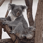 Highly Koalafied: Tabs, Mon., Dec. 29, 2025