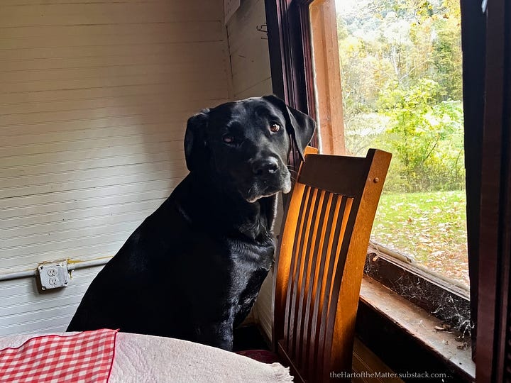 two photos of a sweet black dog named Bark Raven