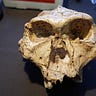 Anthropology.net