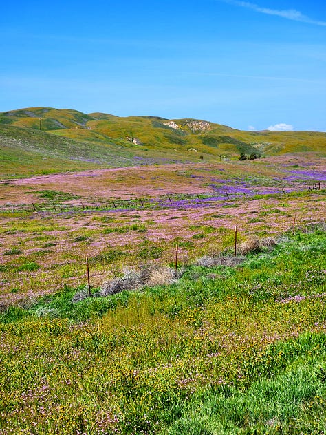 Fields and hills covered in grass and many colors of wildflowers, patched together under semi-clear skies