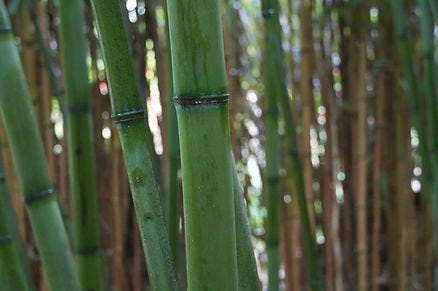Close up of green bamboo with a forest of bamboo behind it.