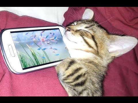 Even cats are stricken?