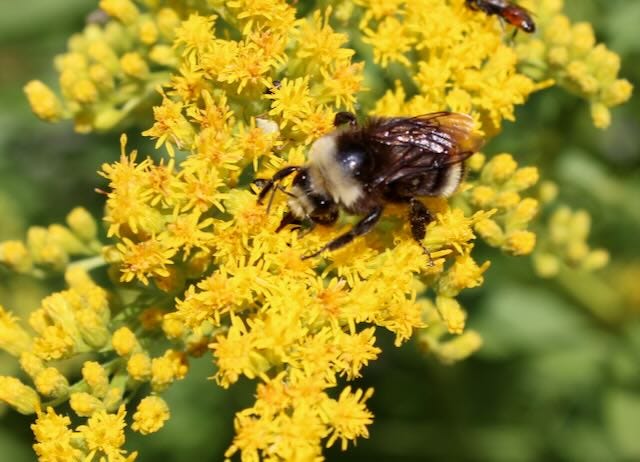 A bee collecting pollen on native goldenrod.