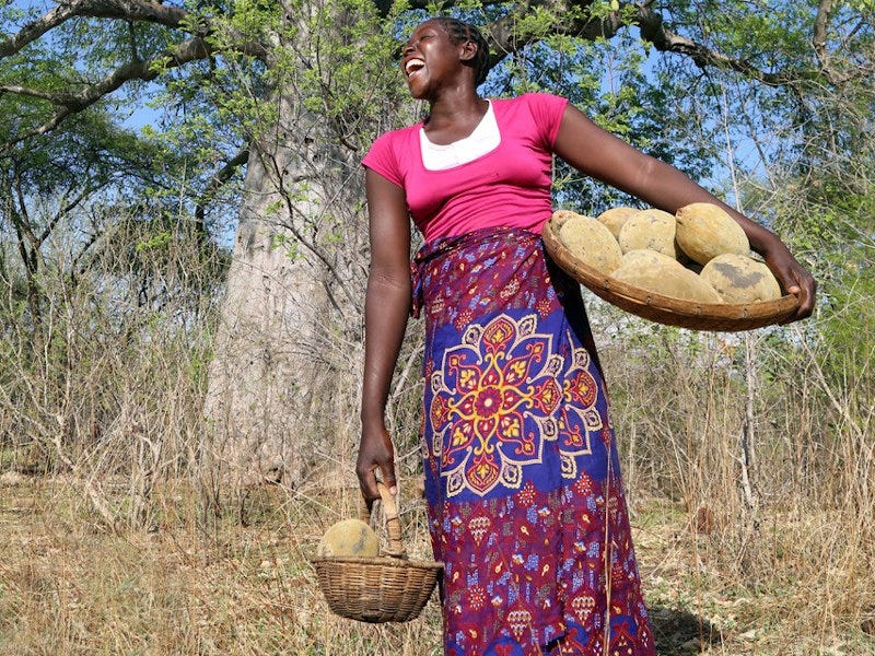 A woman carrying baobab fruits. (Supplied to How we made it in Africa by B’Ayoba) A woman carrying baobab fruits. (Supplied to How we made it in Africa by B’Ayoba)