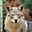 no regrets coyote's avatar