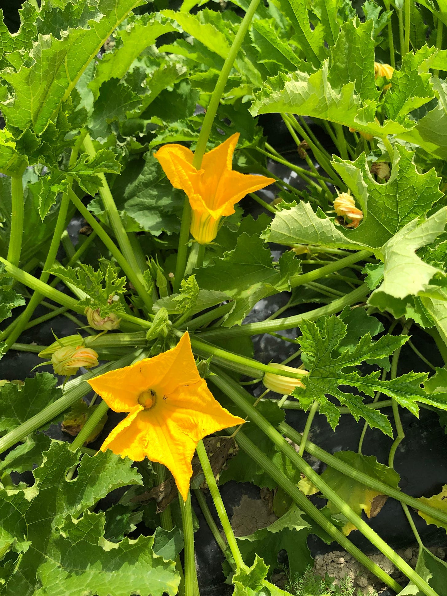 cucumber season cucumber season