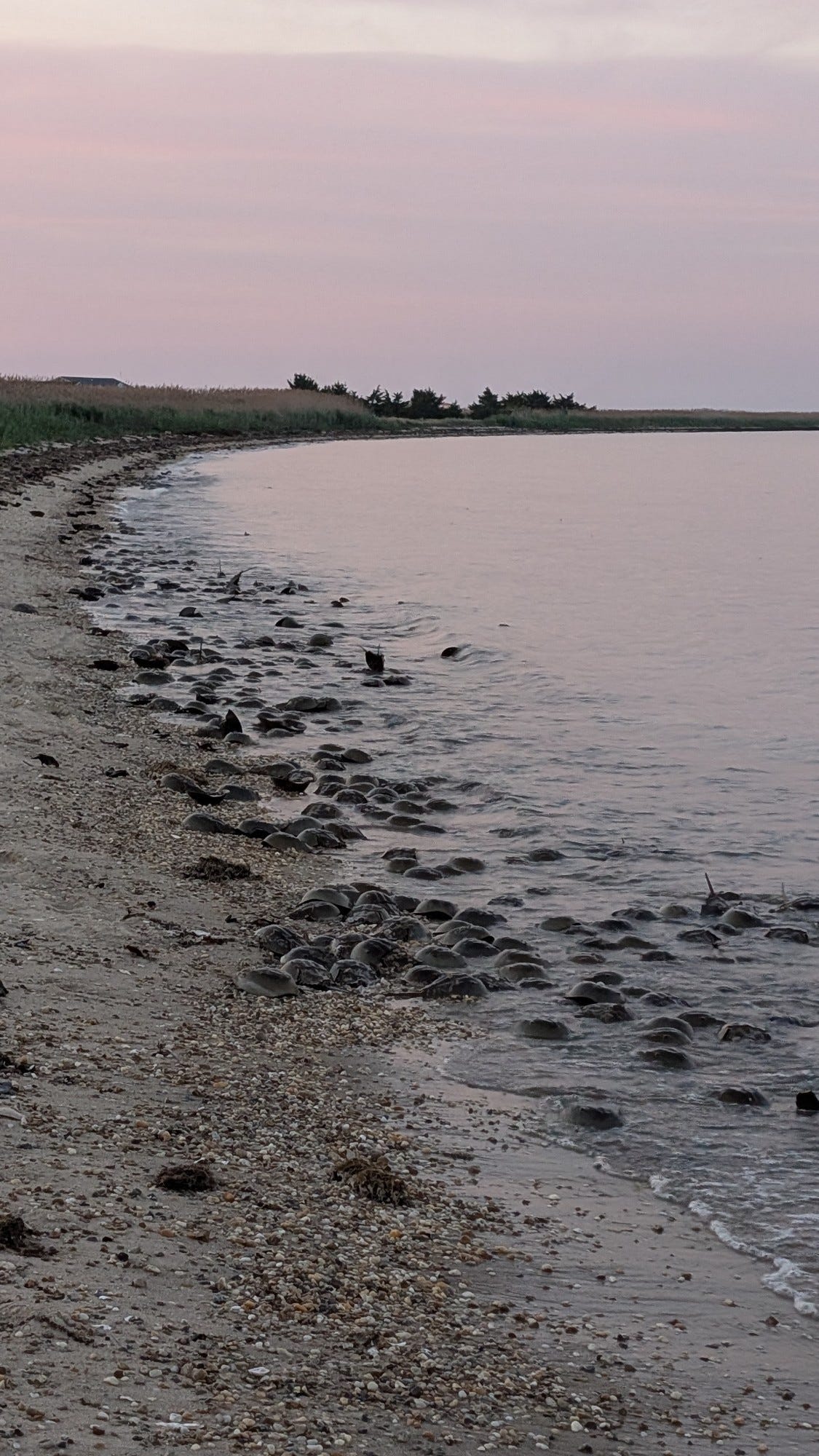 Lots of horseshoe crabs on the beach at sunset