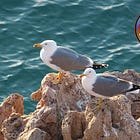 Bird of the Week: The Seagulls Of Lesbian Seagull Island