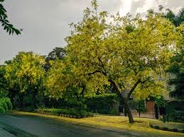 Image result for amaltas delhi