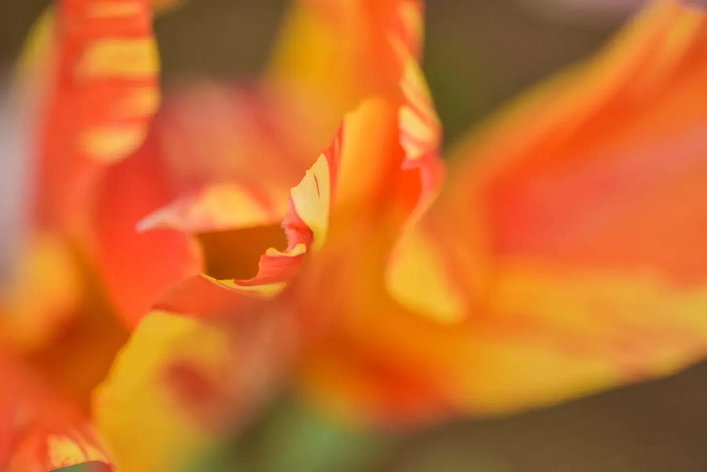 top view of a blooming tulip at the end of the season, it's unfurled and softly tectured.