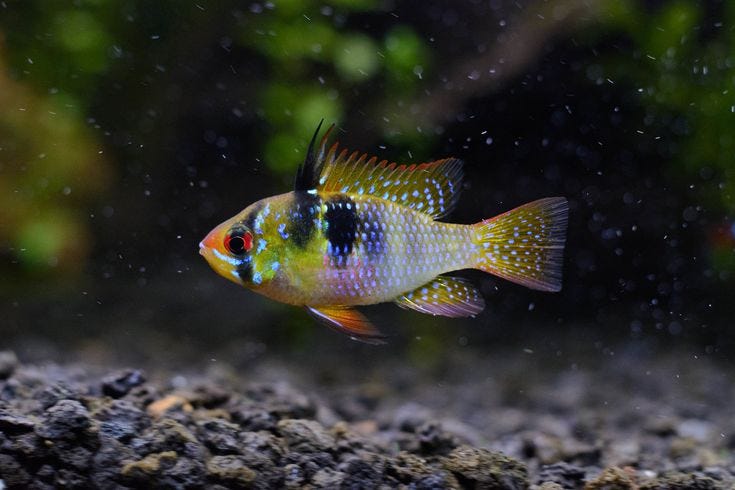 Mikrogeophagus Ramirezi