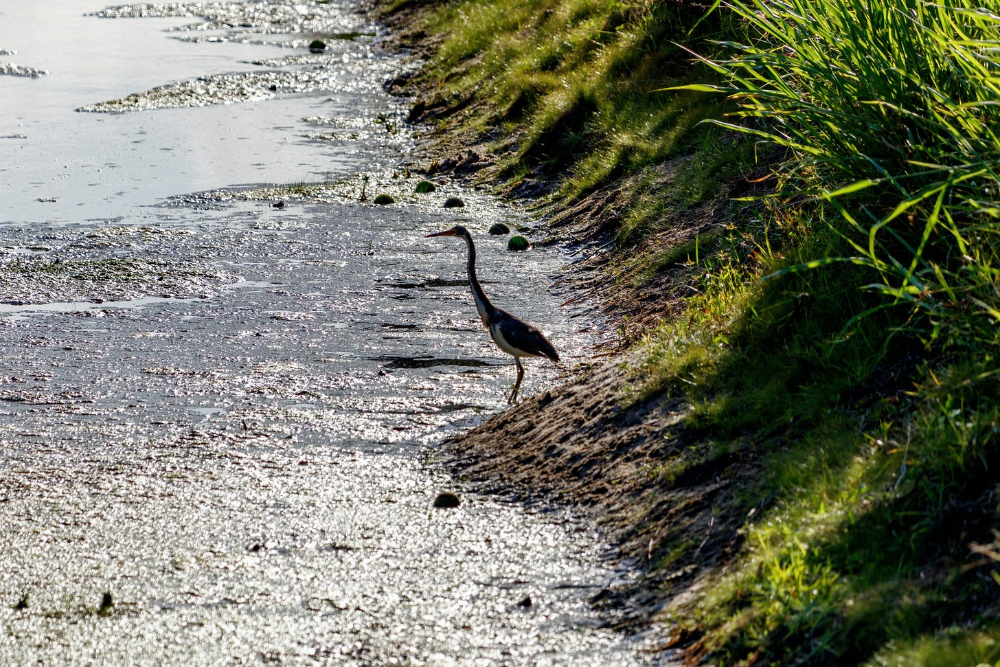 Heron faces toxic algae bloom ~ photo by microfile.org