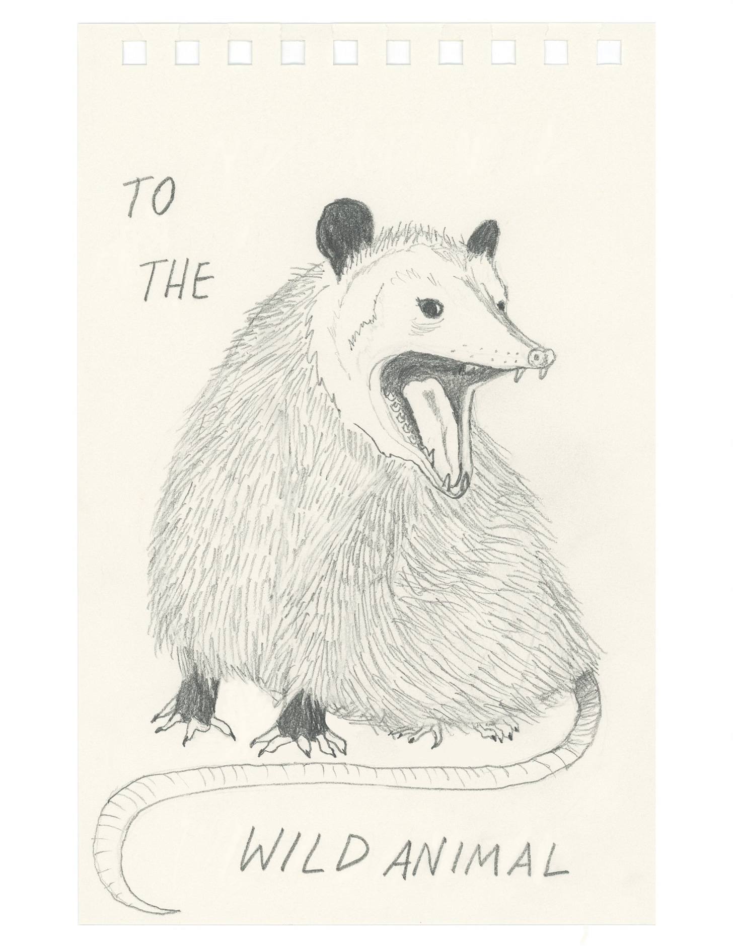 A pencil drawing of an opossum from the front, mouth wide open and bearing it’s teeth, with the words TO THE written in the top left corner, and WILD ANIMAL written below it