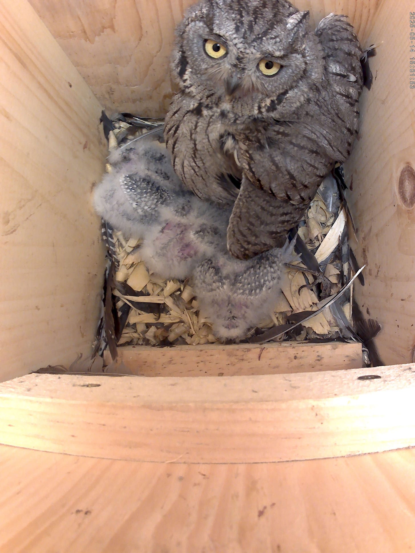 20250514_150153A.jpeg 20250514_150153A.jpeg