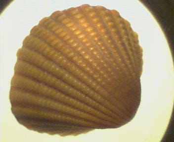 A seashell captured through the QX3 A seashell captured through the QX3