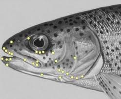 Pain in fish - Wikipedia Pain in fish - Wikipedia