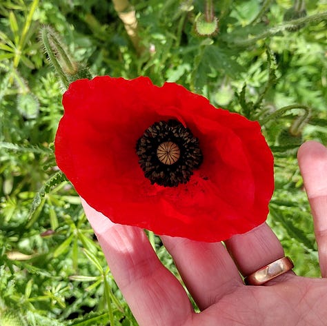 Bright red poppies growing in my garden, one is red with dark spots at the base of the petals and dark green stamen, the other has white spots at the base of the petals and golden yellow stamen. So different!