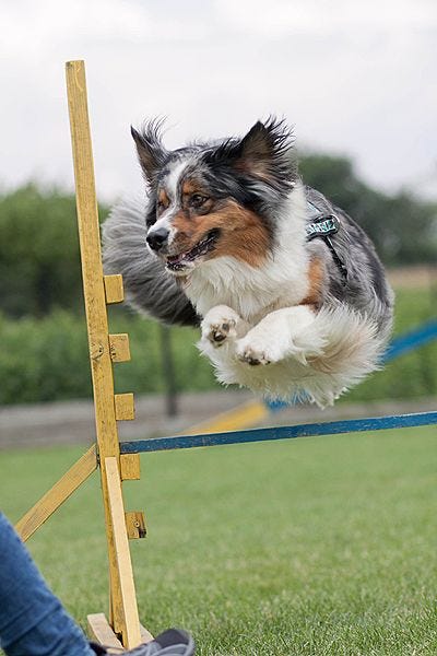 Agility 2012-2013